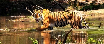 Bardiya Wild Life jungle safari Tour